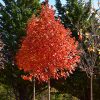 Flashfire Sugar Maple #7 - Image 2